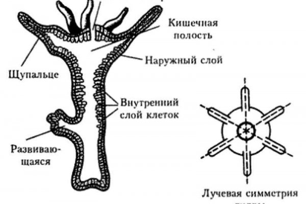 Ссылка на кракен шоп