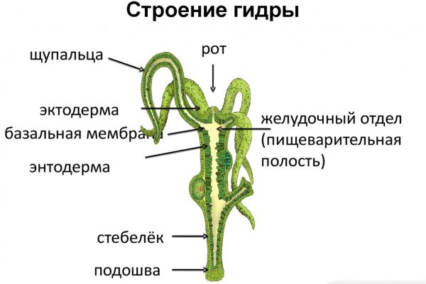 Kraken как найти ссылку